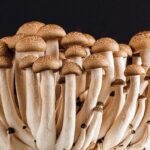 Mushroom Growing Kit Buying Guide 2023