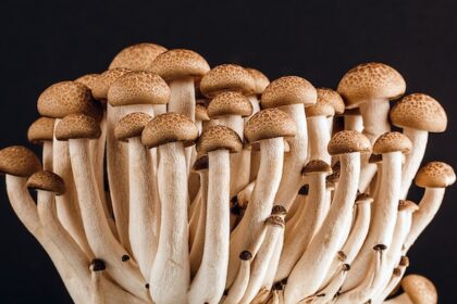 Mushroom Growing Kit Buying Guide 2023